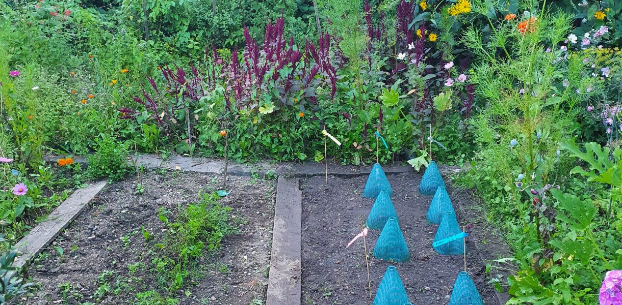 Beetplanung: Gute und schlechte Nachbarn im Gemüsebeet