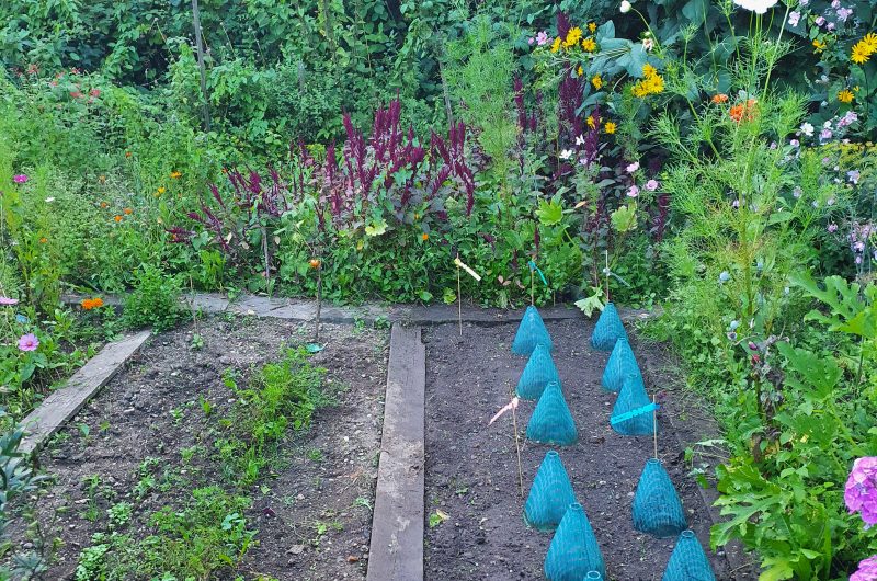 Beetplanung: Gute und schlechte Nachbarn im Gemüsebeet
