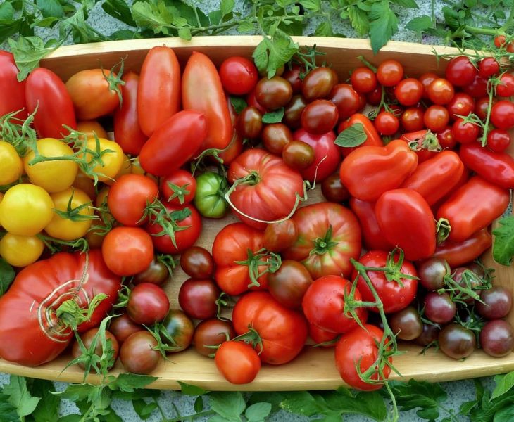 Beetplanung: Gute und schlechte Nachbarn im Gemüsebeet