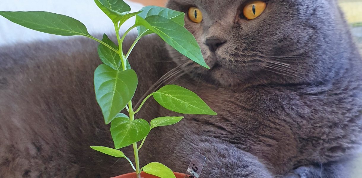 Chili-Keimling mit Katze