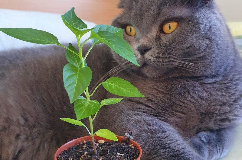 Chili-Keimling mit Katze